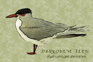 Darkonese Tern