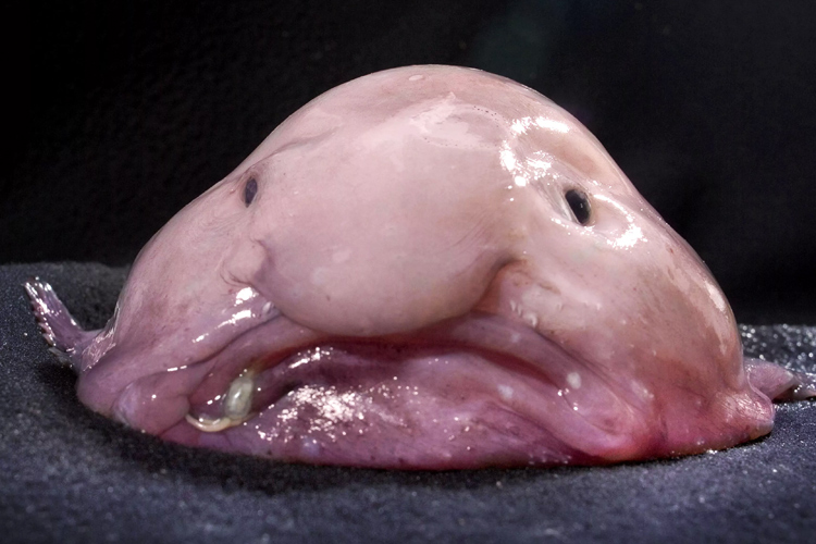High Master Illithid vampiric tadpole form.jpg